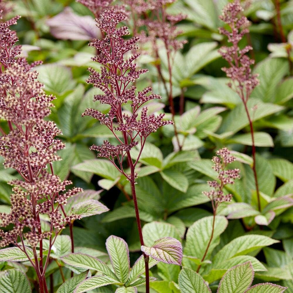 Bakker Rodgersia Pinnata vivace pot 9cm rose ombre