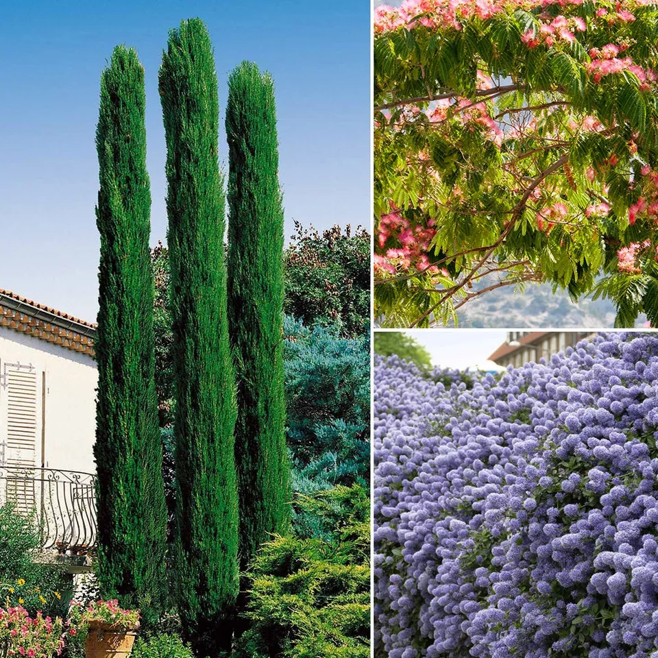 Bakker Arbustes Collection 3 cyprès céanothe albizia 3 pots