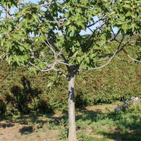 Bakker Figuier Fiorone fruitier pot 3L 80-100cm figues