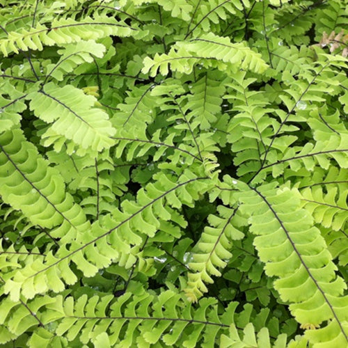Bakker Plantes vivaces Capillaire Imbricatum fougère pot 9cm
