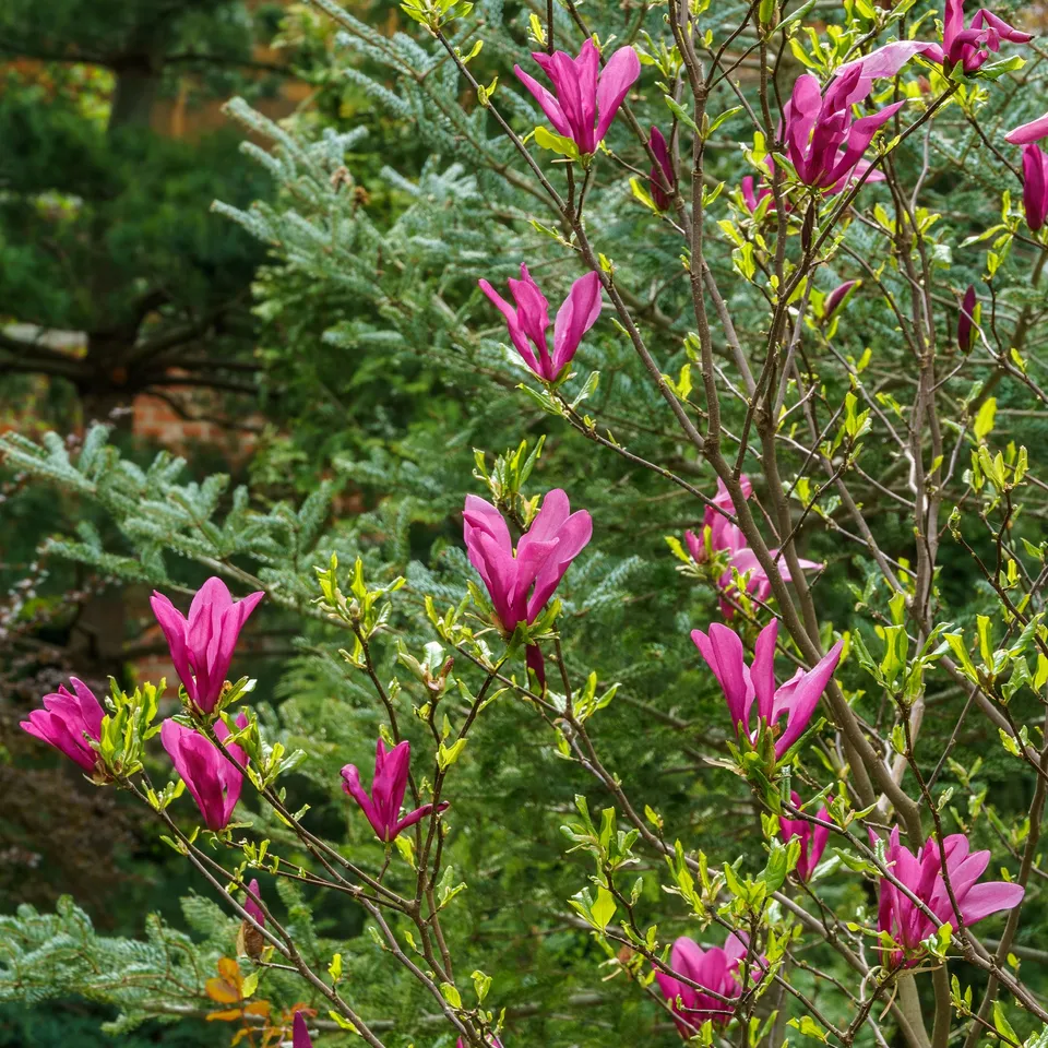 Bakker Magnolia Susan arbuste pot 2L 40-50cm fuchsia