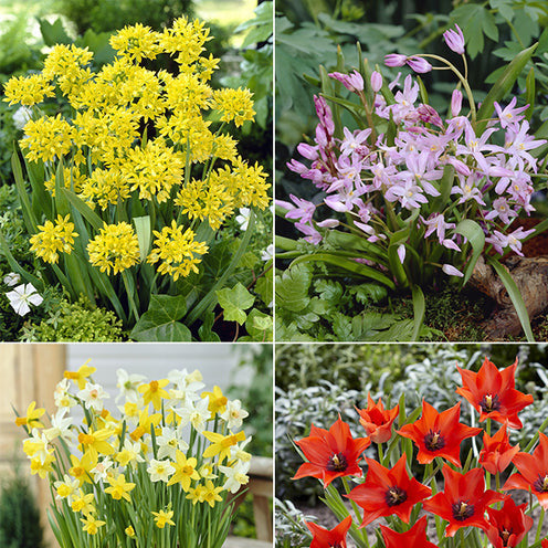 Bakker 6 Mois de Fleurs bulbes à fleurs sachet de 100 floraison 6 mois