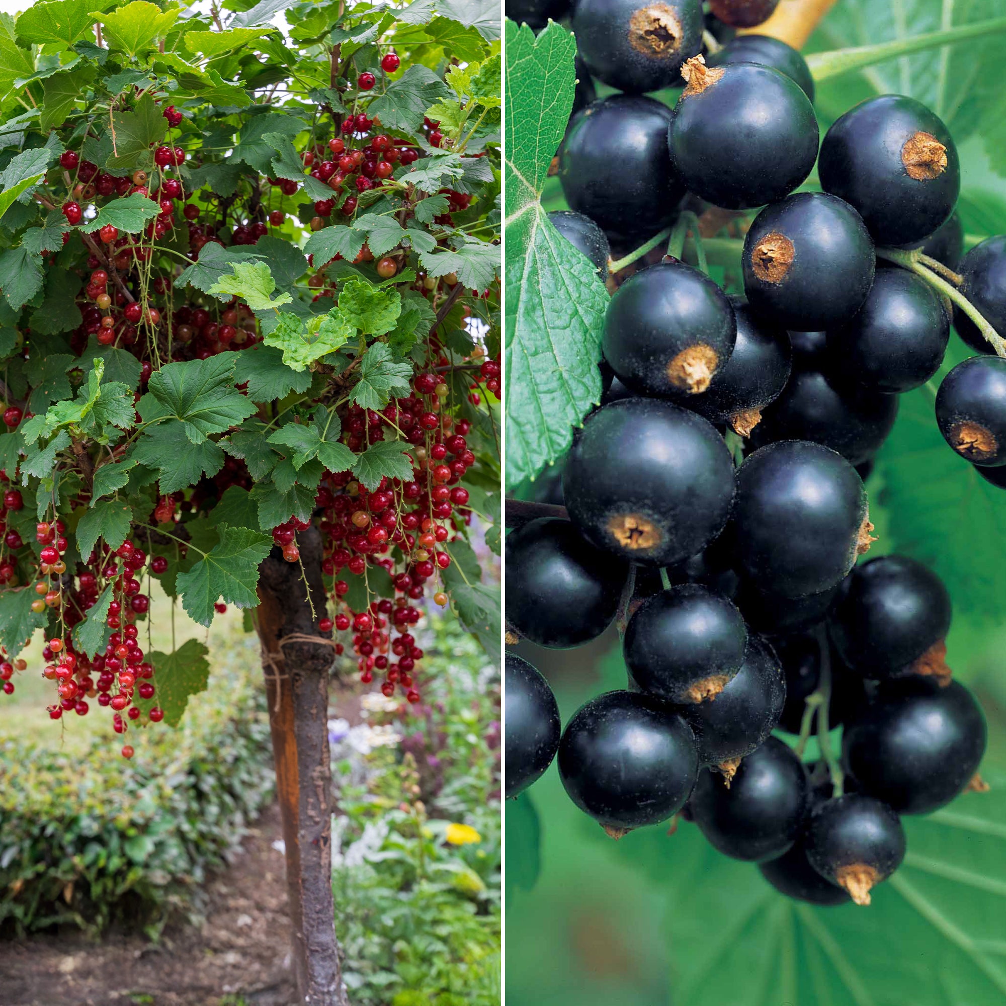 Bakker Fruitiers Groseillier Cassis tige 100cm 2 pots 2L