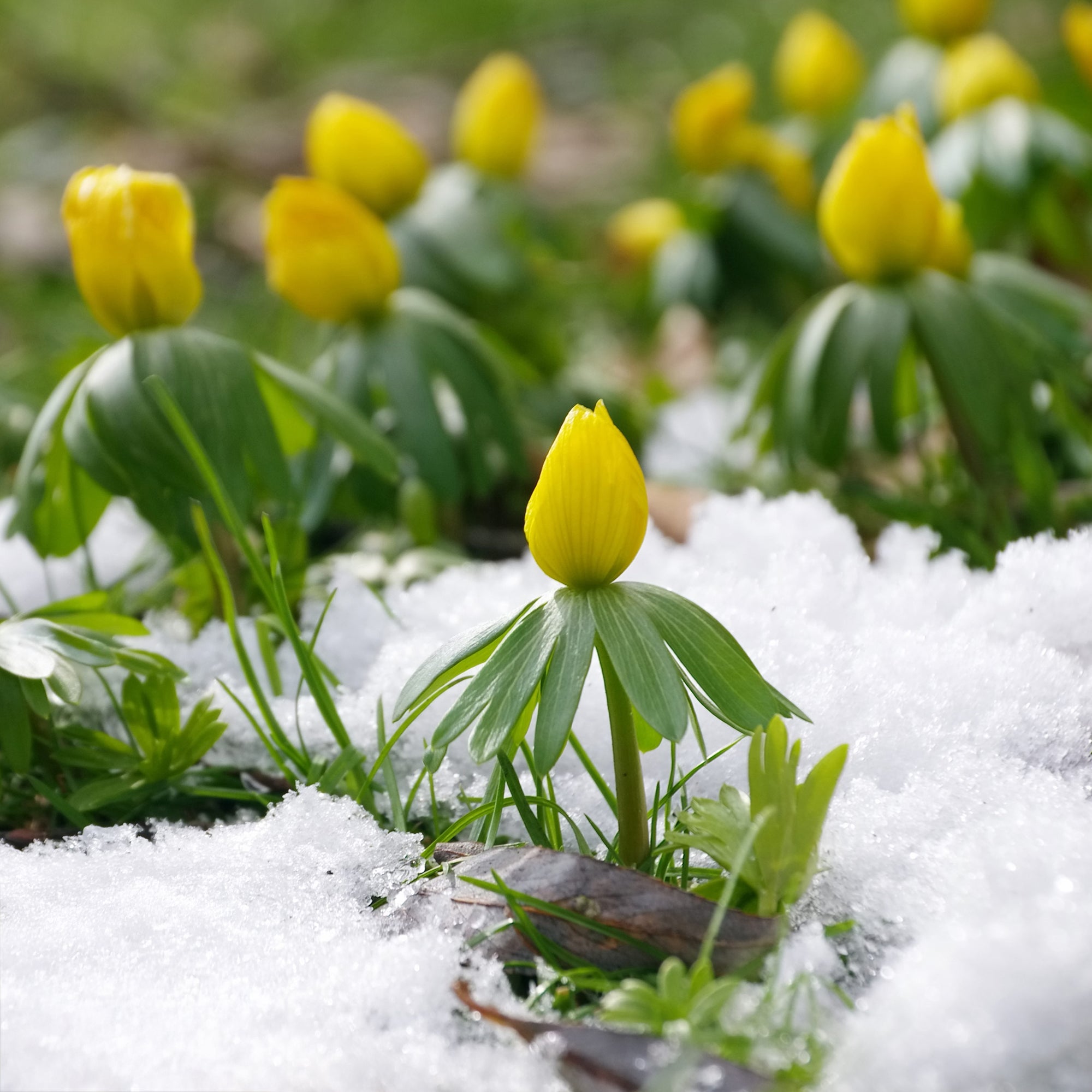 Bakker Helléborines plante bulbe sachet 10 bulbes fleurs jaunes