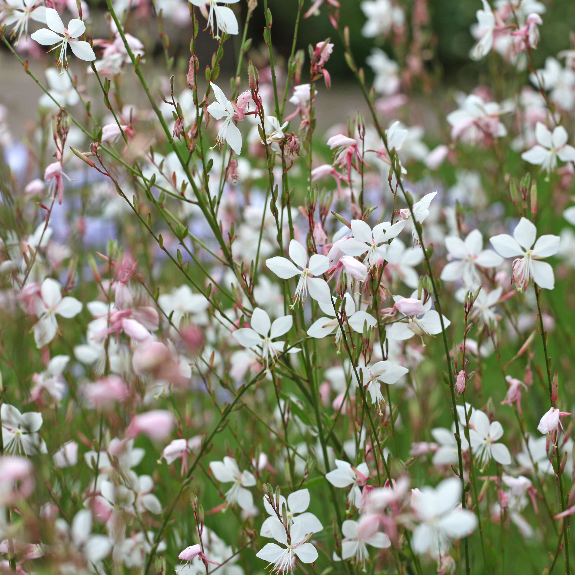 Bakker Gaura Summer Breeze vivace pot 8cm blanc