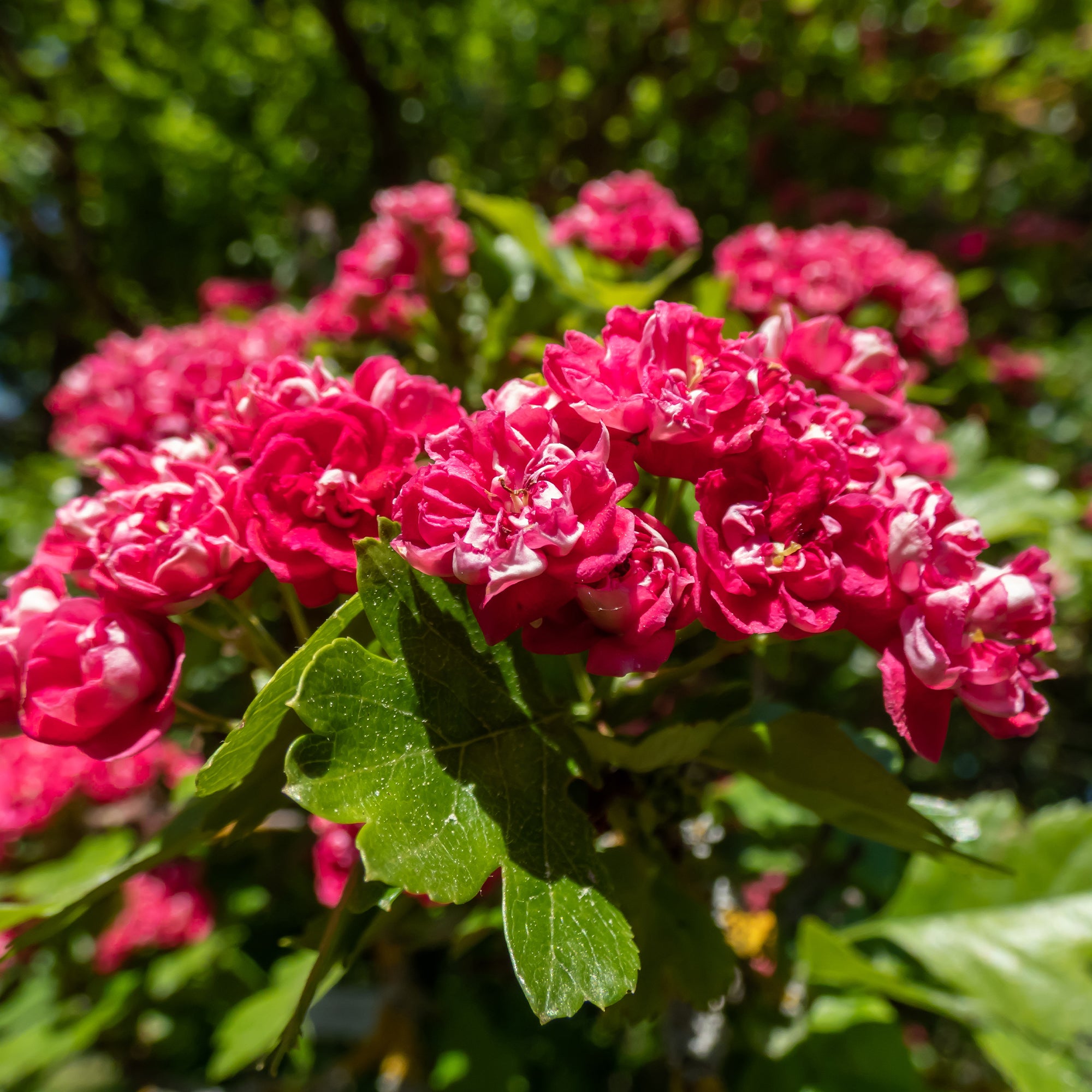 Bakker Aubépine rouge Paul Scarlet racine nue 60-80cm