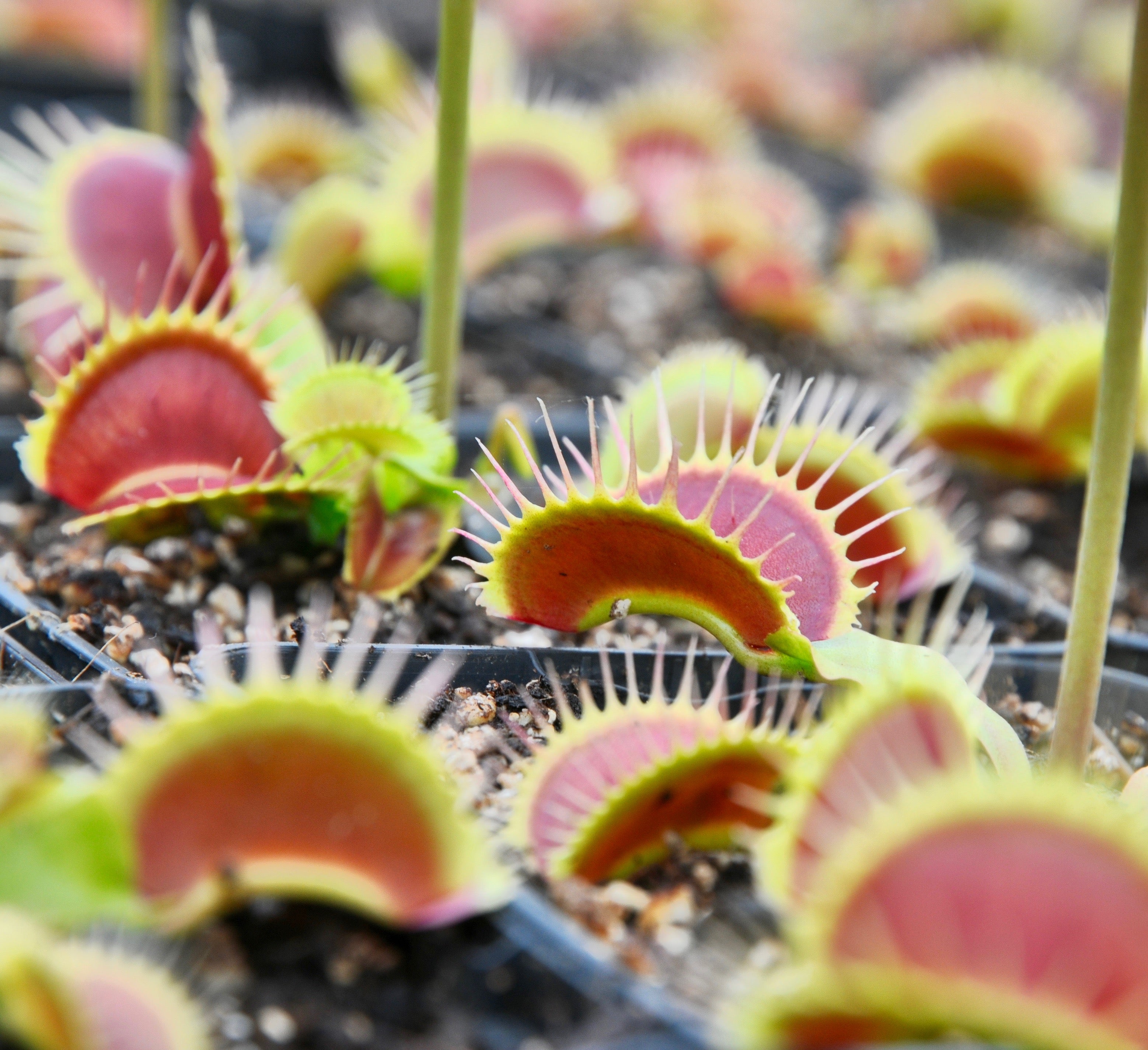 Carniflore Dionée fine tooth x red plante carnivore pot 9 cm