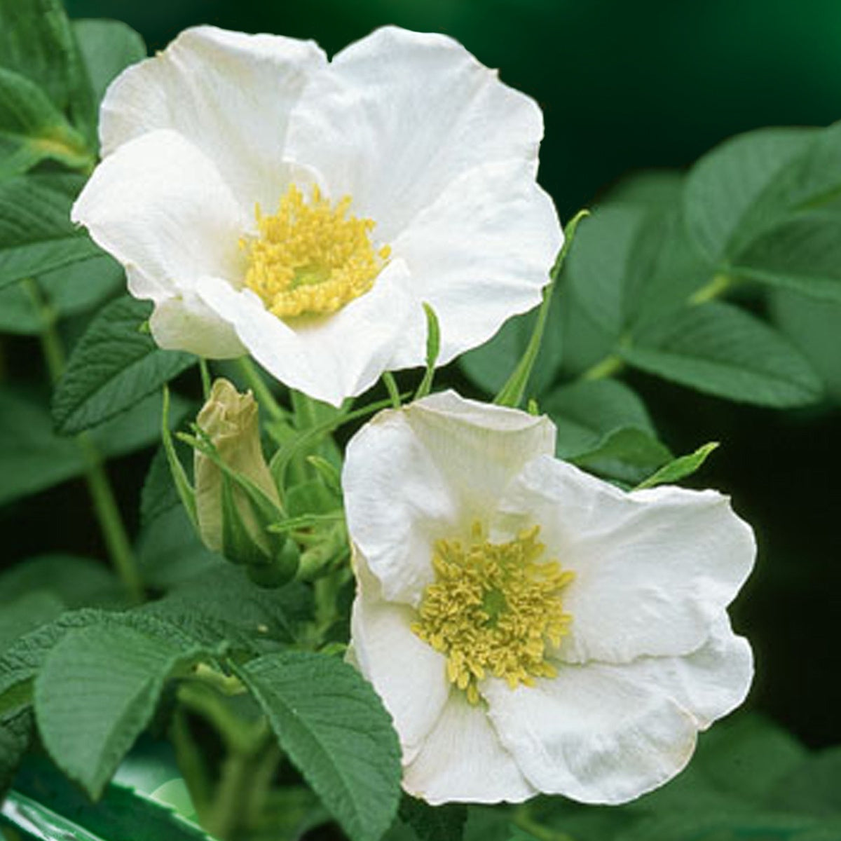Bakker Rosa rugosa alba rosier blanc pot 3L