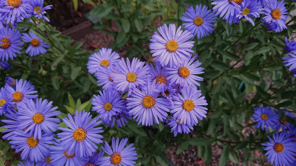 Passion Vivaces Aster amellus Glucksfund vivace godet bleu violacé