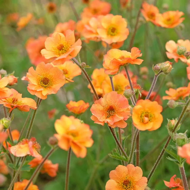 Bakker vivace benoîte Prinses Juliana Geum pot Ø 9 cm orange