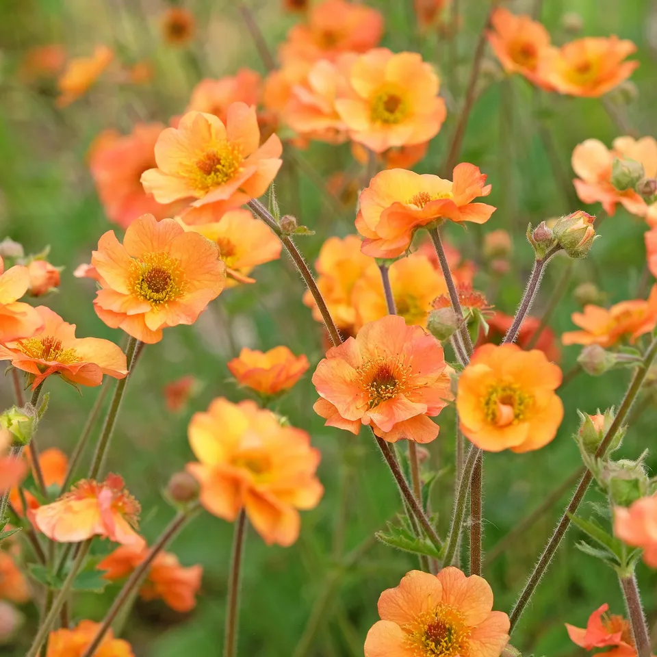 Bakker vivace benoîte Prinses Juliana Geum pot Ø 9 cm orange