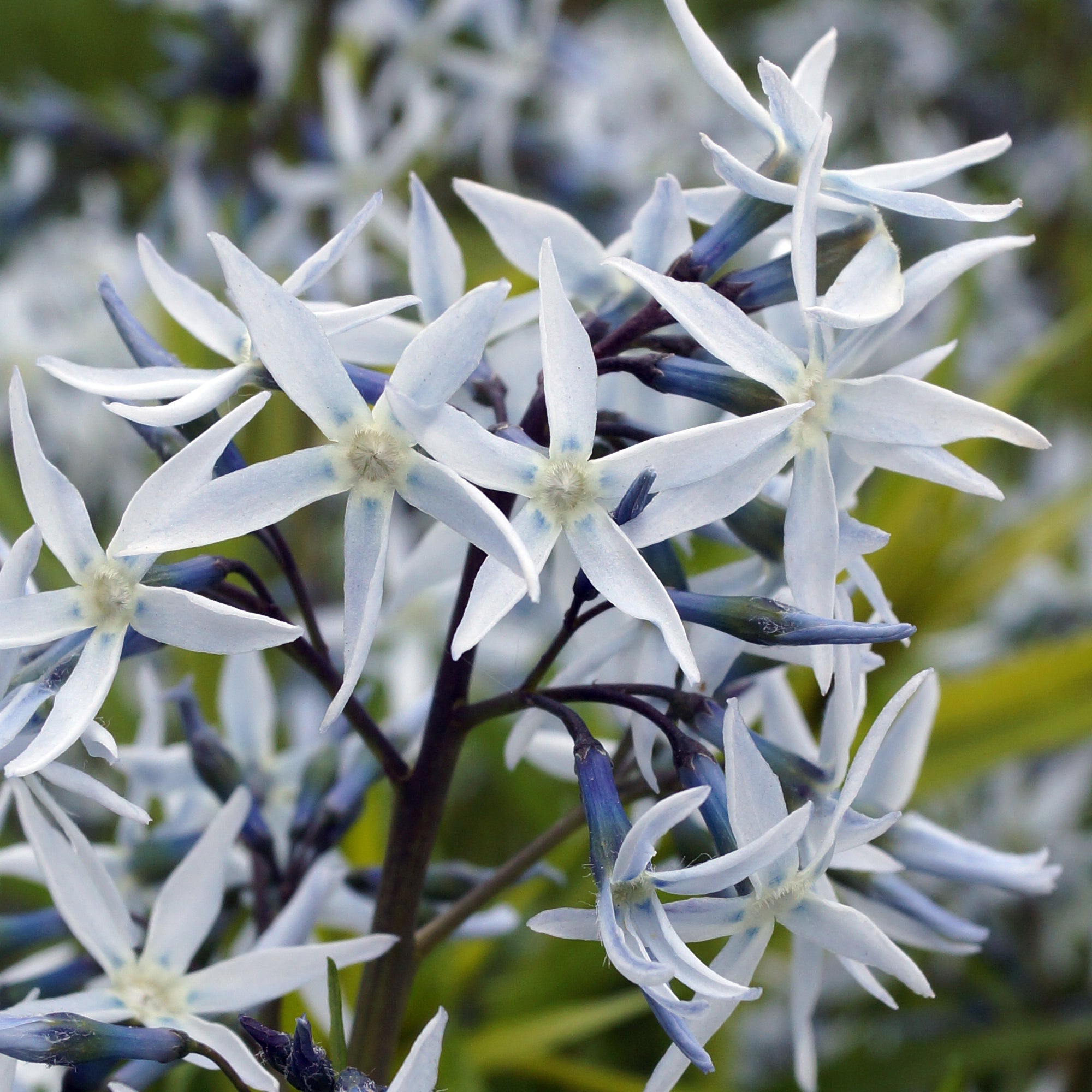 Bakker Amsonie hubrichtii vivace pot Ø 9 cm bleue dorée