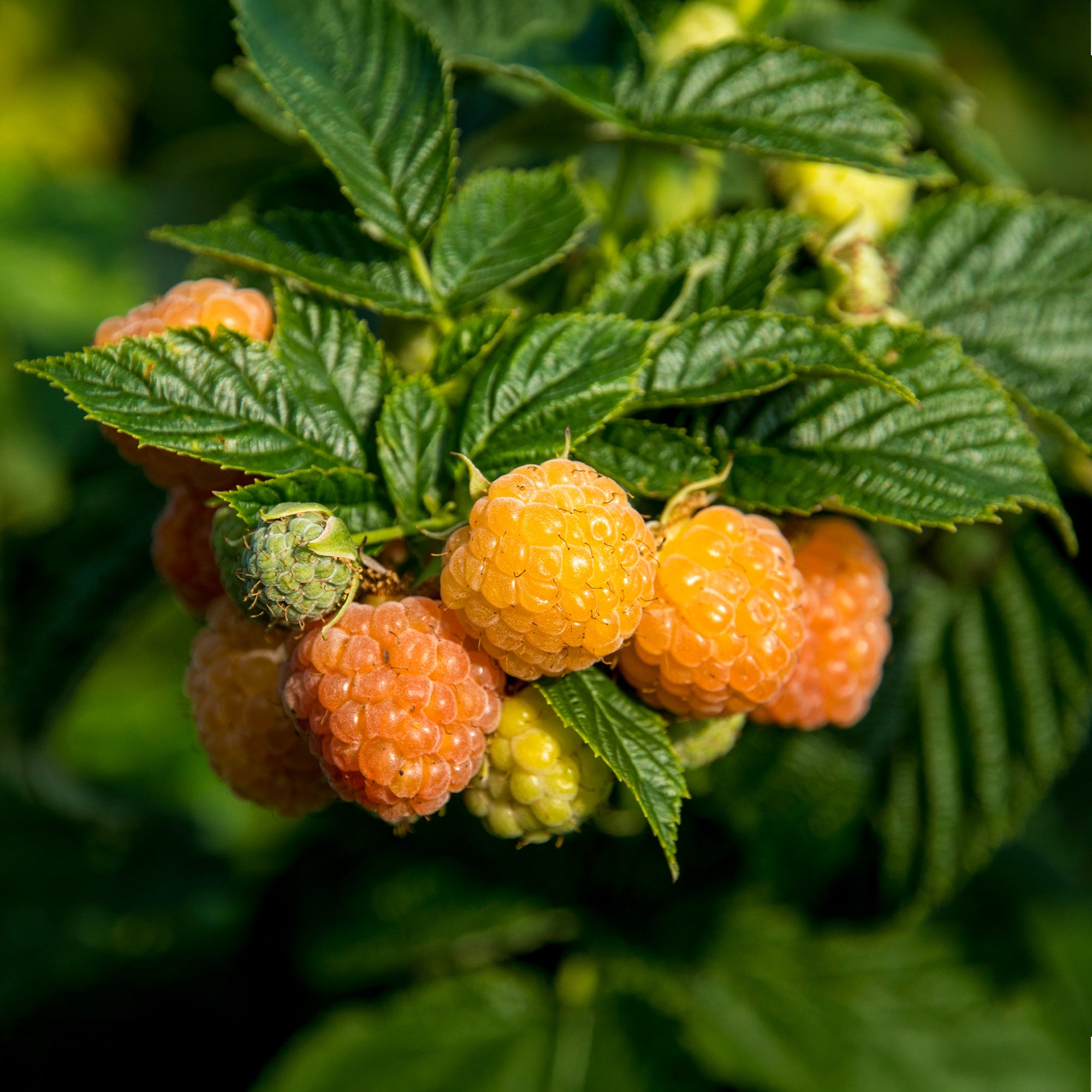 Bakker Fruitiers Framboisier Fallgold remontant 2 racines nues