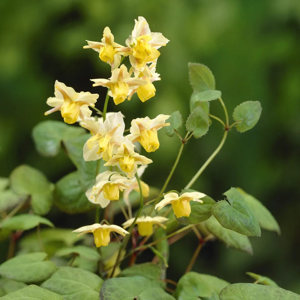 Bakker Epimedium Sulphureum vivace pot Ø 9cm couvre-sol ombre