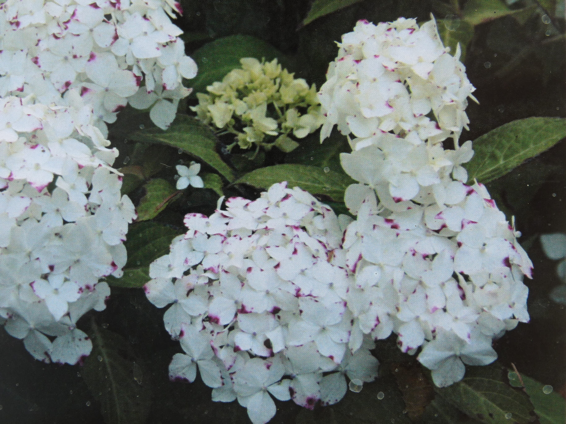 Les Hortensias du Haut Bois Hydrangea serrata Warabe hortensia montagne