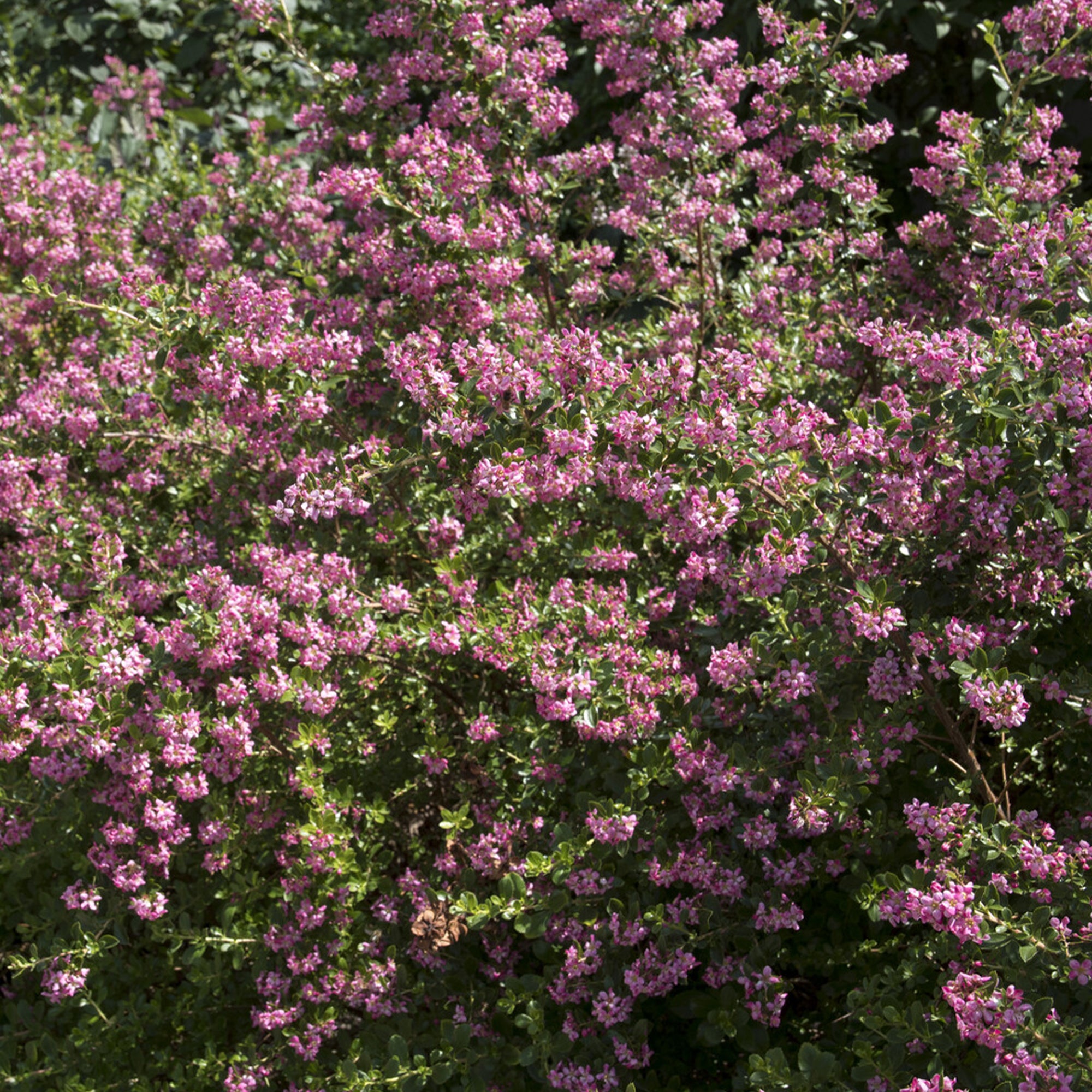 Bakker Escallonia Donard Seedling arbuste pot Ø 9cm rose