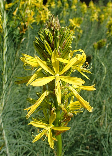 Passion Vivaces Asphodeline lutea vivace godet jaune étoilé