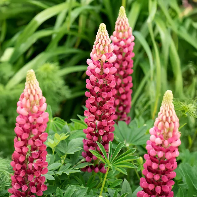 Bakker Lupin The Pages vivace pot Ø9cm fleurs rouges
