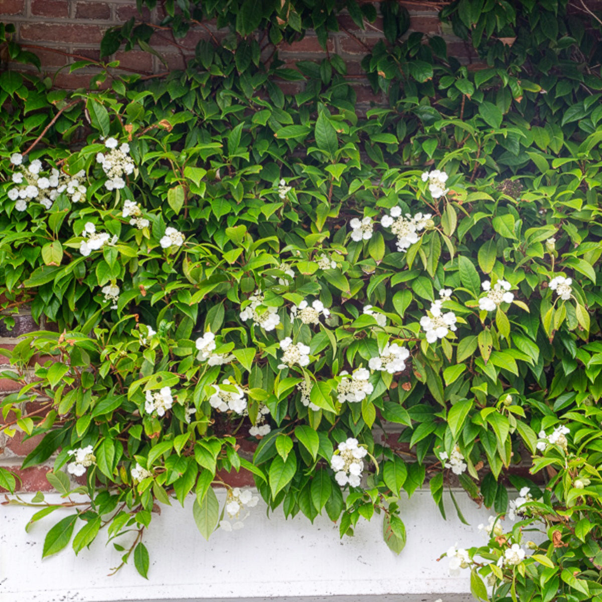 Bakker Hortensia grimpant persistant Seemanii blanc pot 1,5L