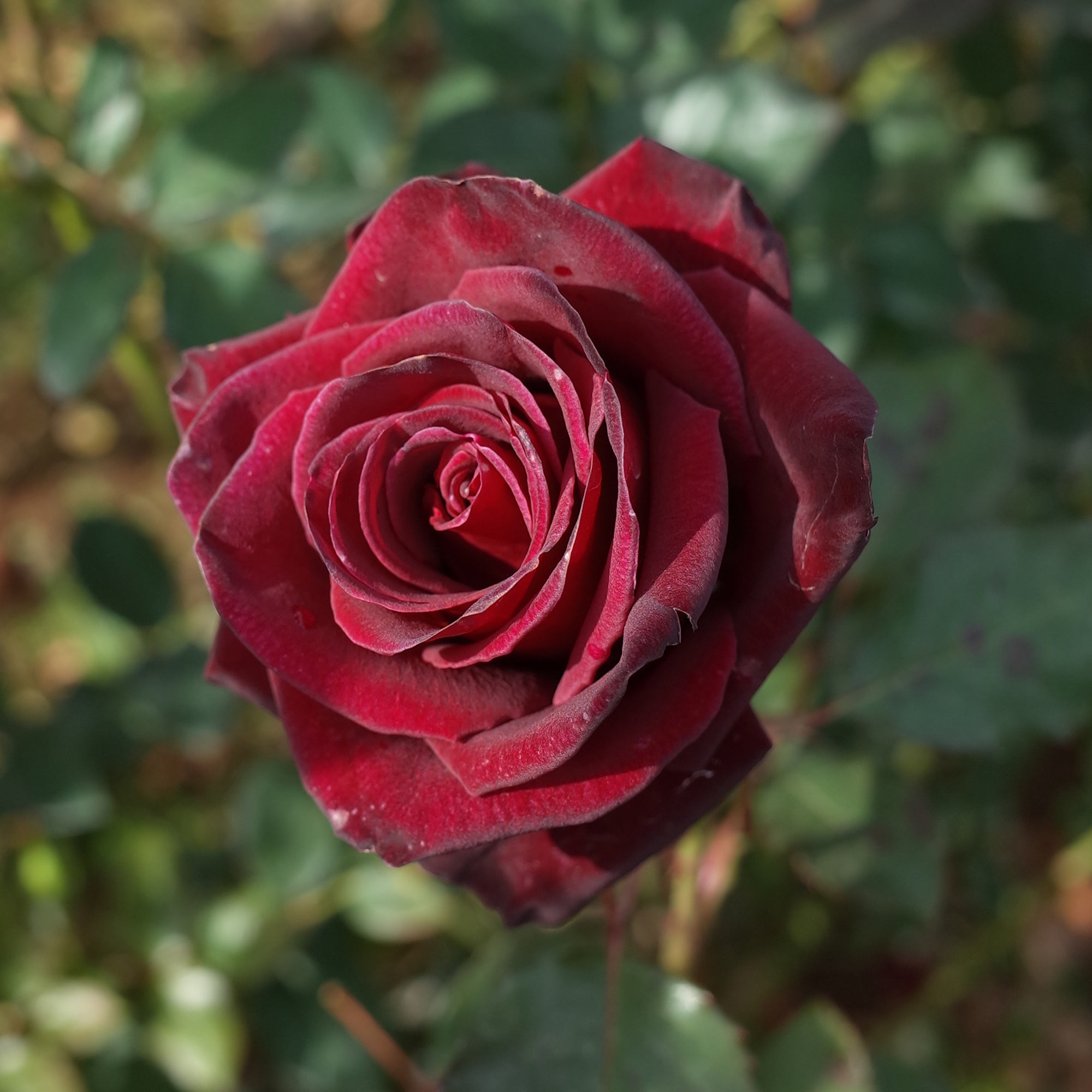 Bakker Rosier Black Baccara buisson motte 3+ branches rouge