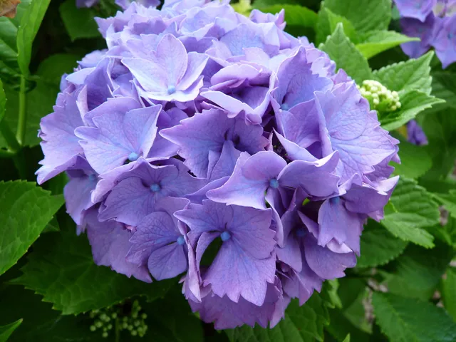 Les Hortensias du Haut Bois Mascotte hortensia de jardin godet