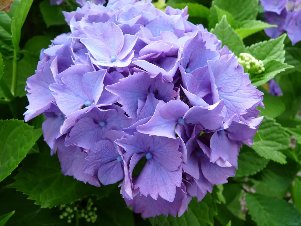 Les Hortensias du Haut Bois Mascotte hortensia de jardin godet