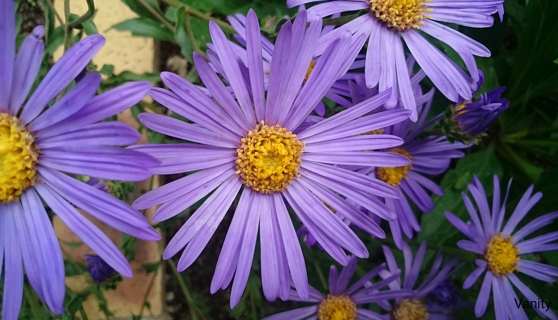 Passion Vivaces Aster amellus Vanity plante dégradé bleu godet