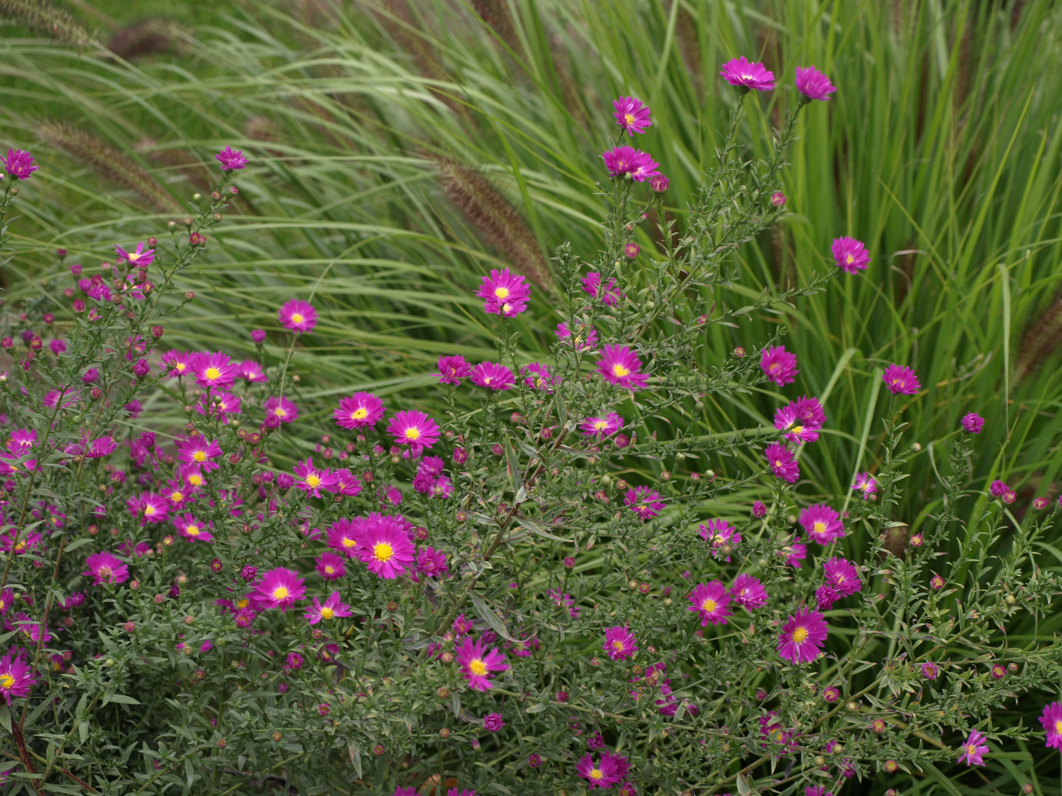 Passion Vivaces Aster novi-belgii Carmen plante vivace rose godet