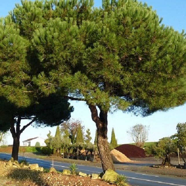 Bakker Pin parasol Pinus pinea plante pot 9cm 20-30cm
