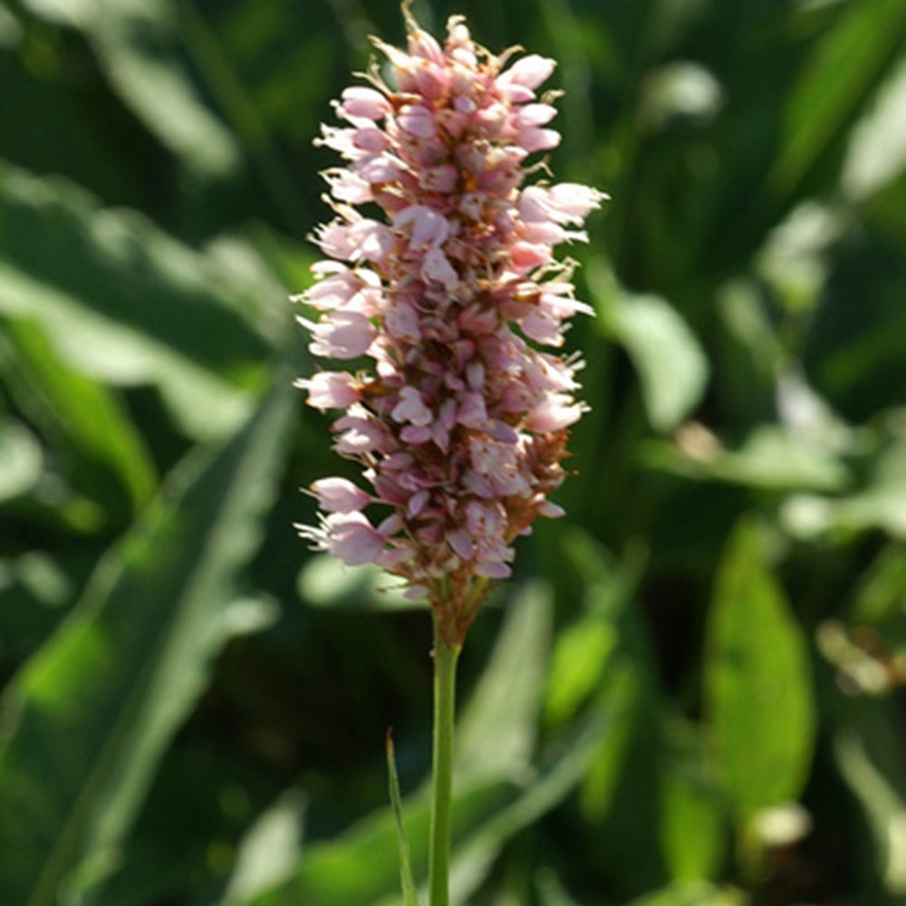 Bakker Renouée Persicaria Superba vivace pot 8cm rose