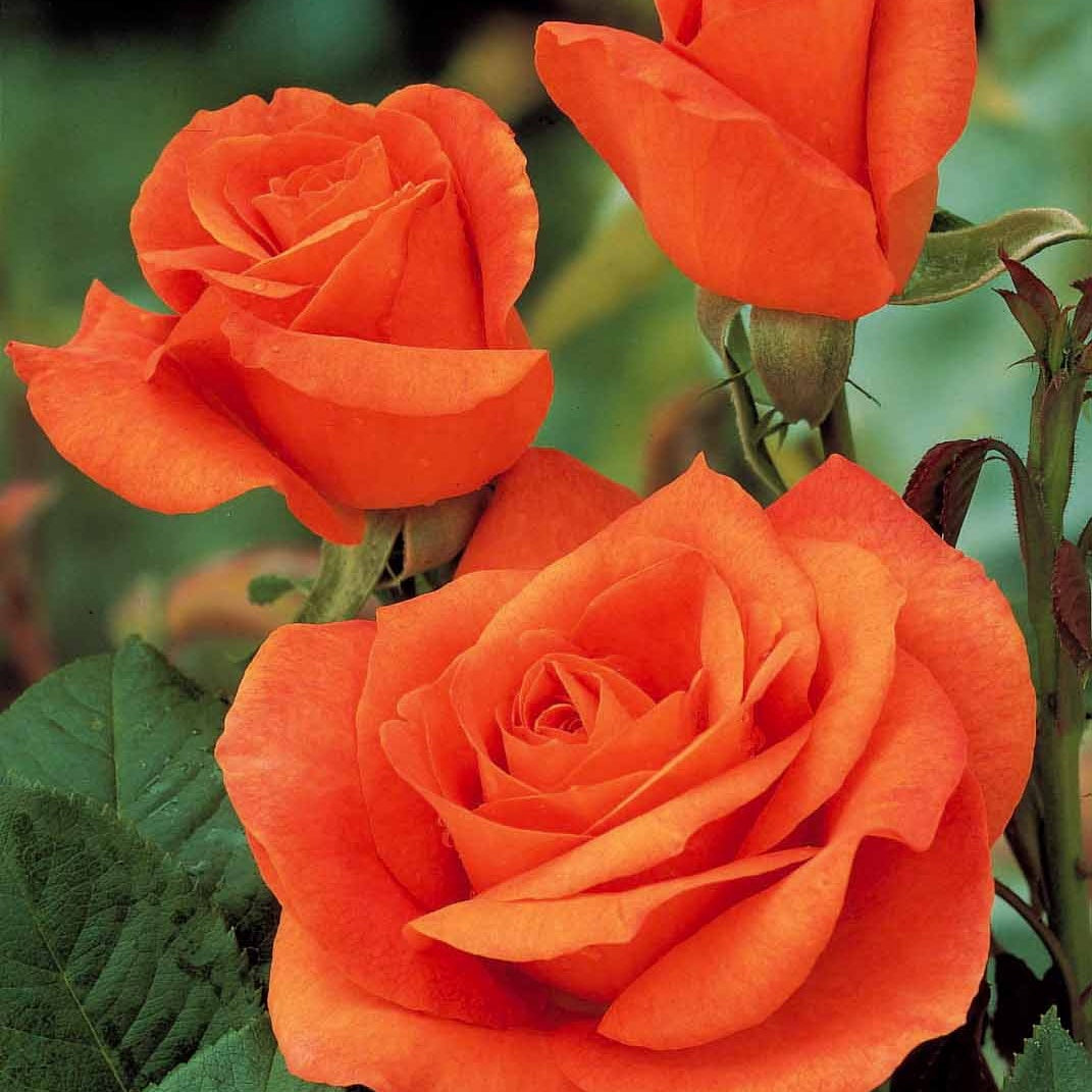 Bakker Collection 5 Rosiers pour bouquets racines nues mix
