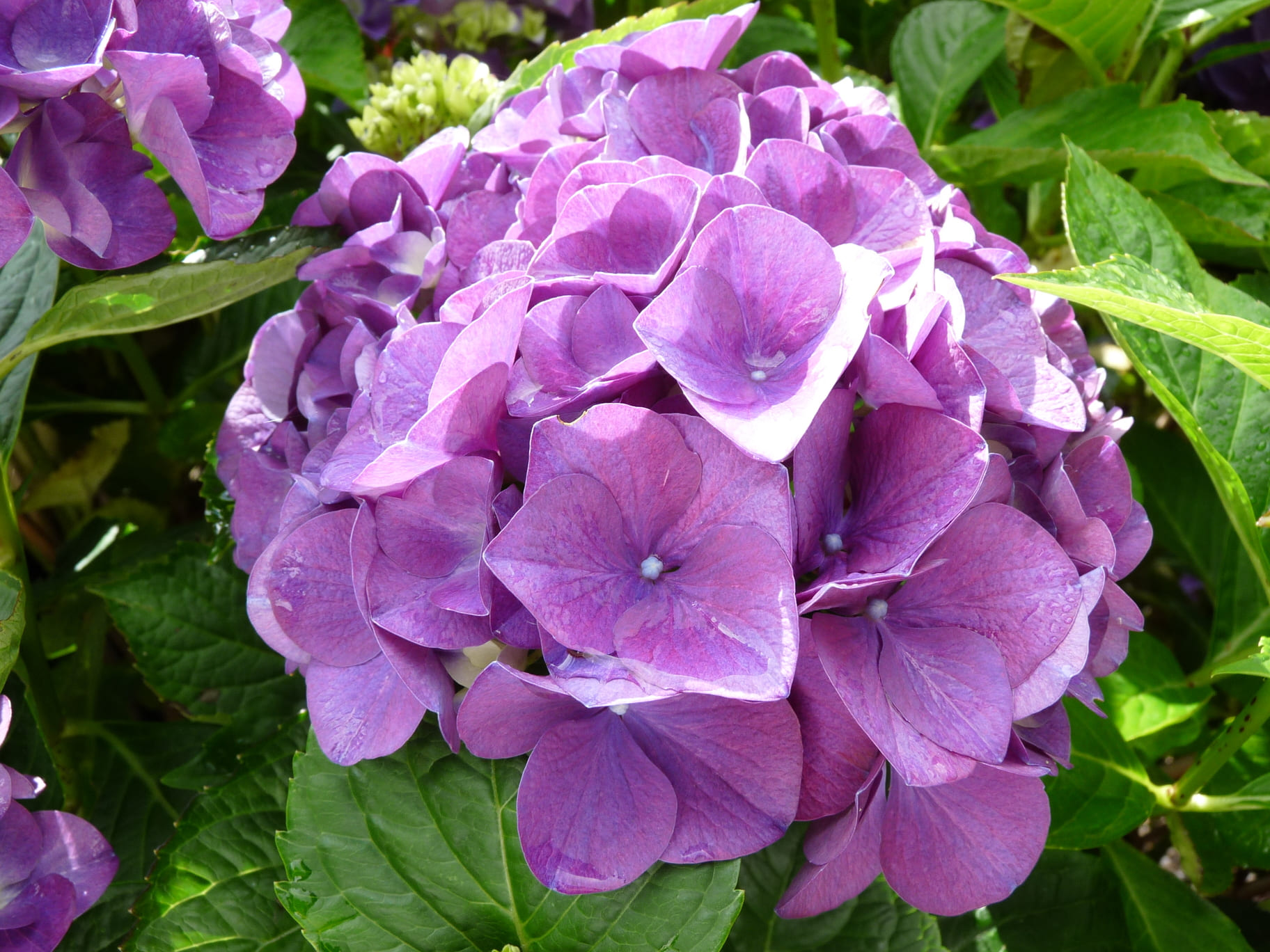Les Hortensias du Haut Bois Red Baron hortensia boule rouge pot 3 L