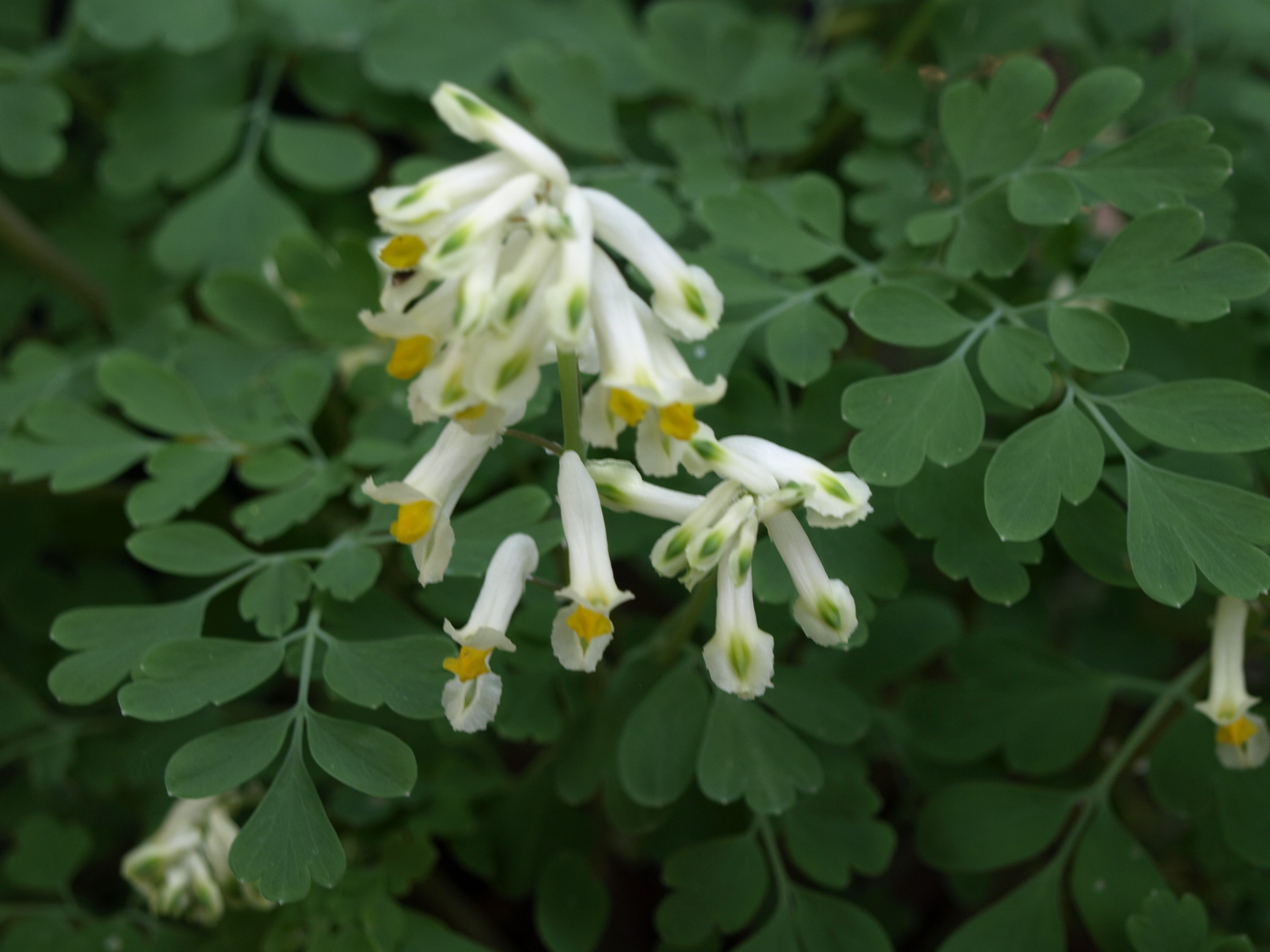 Passion Vivaces Corydalis ochroleuca plante vivace pot 1L fleurs blanches