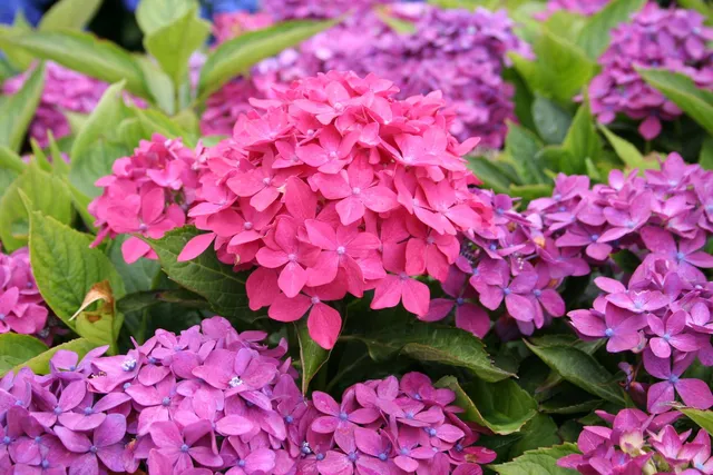 Les Hortensias du Haut Bois Hornli hortensia fleurs rondes godet