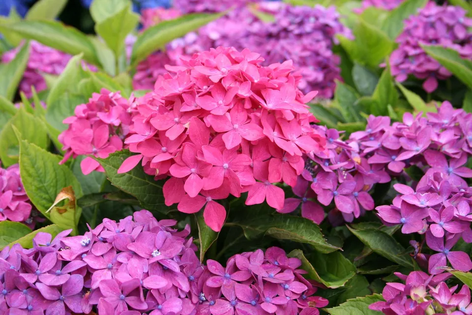 Les Hortensias du Haut Bois Hornli hortensia fleurs rondes godet