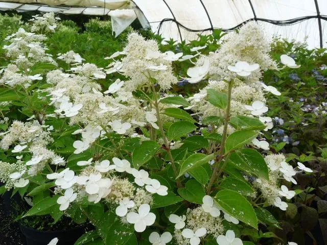 Hydrangea paniculata Prim' White hortensia panicule blanc