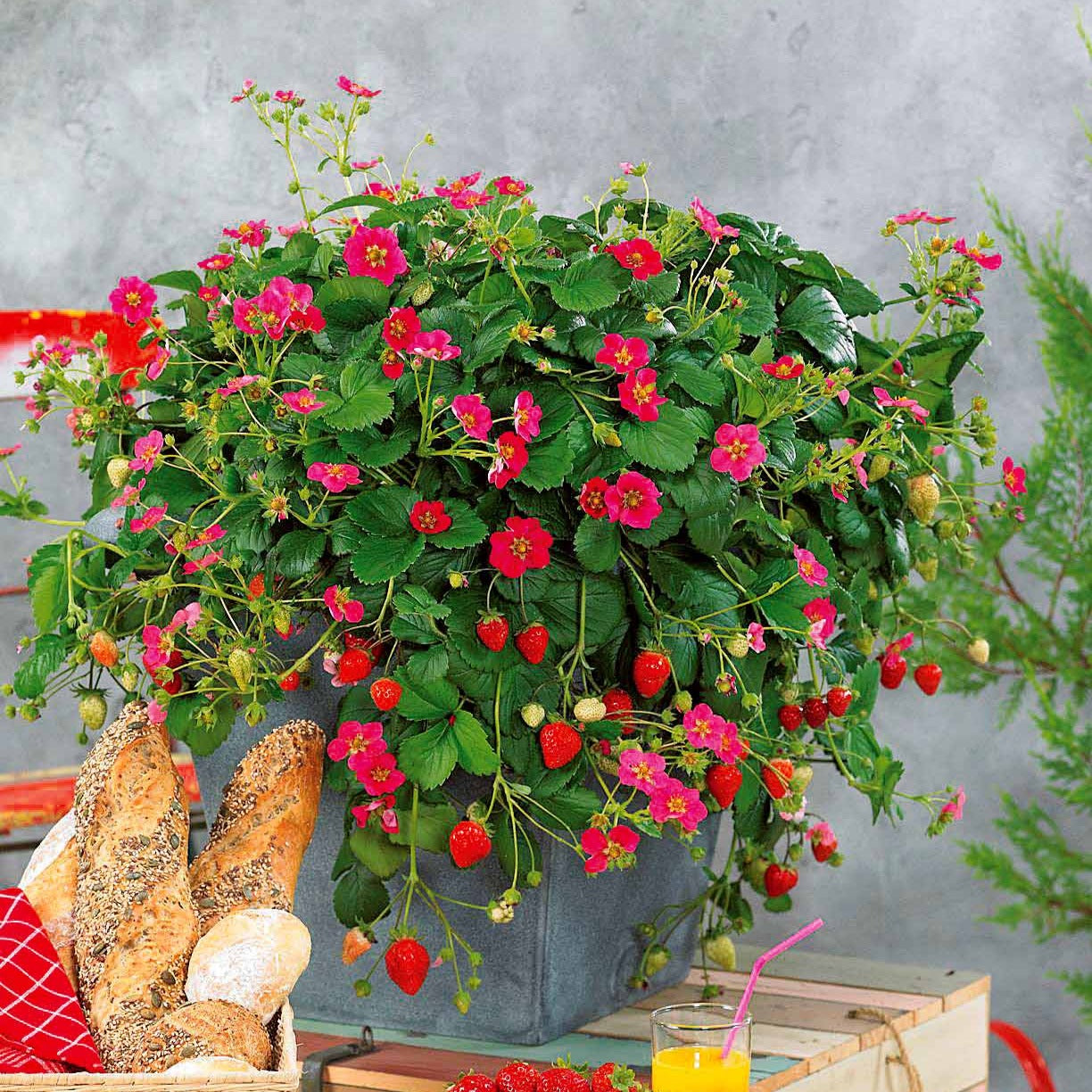 Bakker Toscana fraisier remontant fleurs roses 3 pots