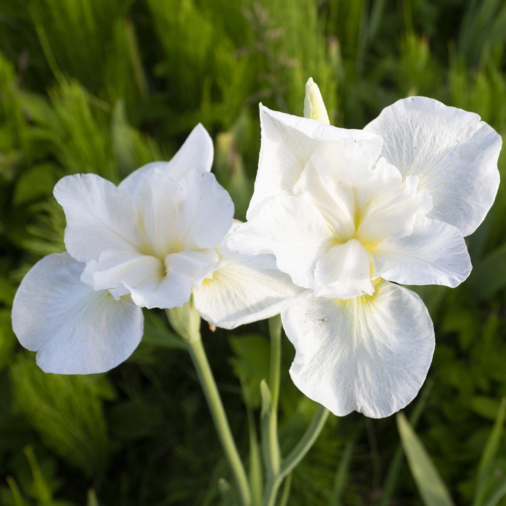 Bakker Plantes vivaces Iris Swans in Flight plante blanche pot 11cm