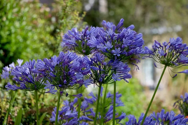 Passion Vivaces Agapanthus Navy Blue vivace bleu marine