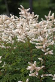 Passion Vivaces ARUNCUS aethusifolius plante vivace pot 1L blanc