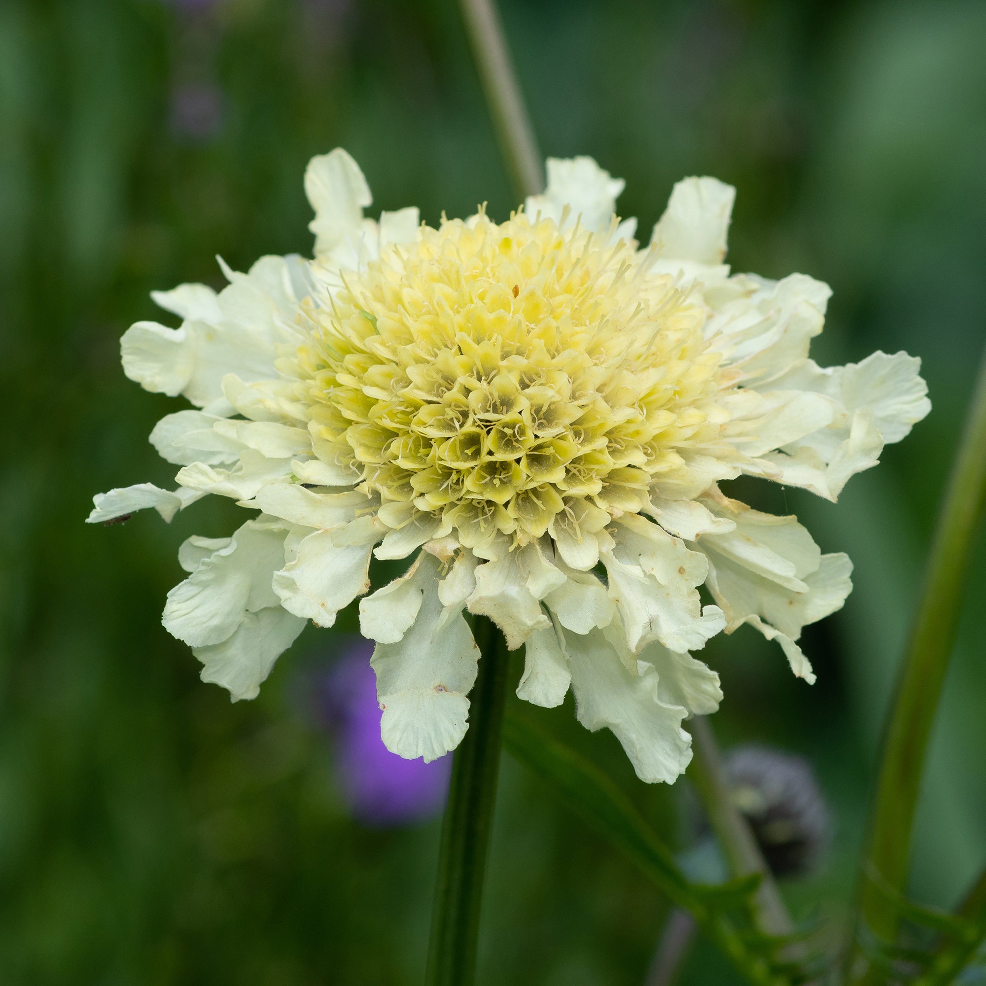 Bakker Scabieuse jaune vivace pot 9cm jaune crème