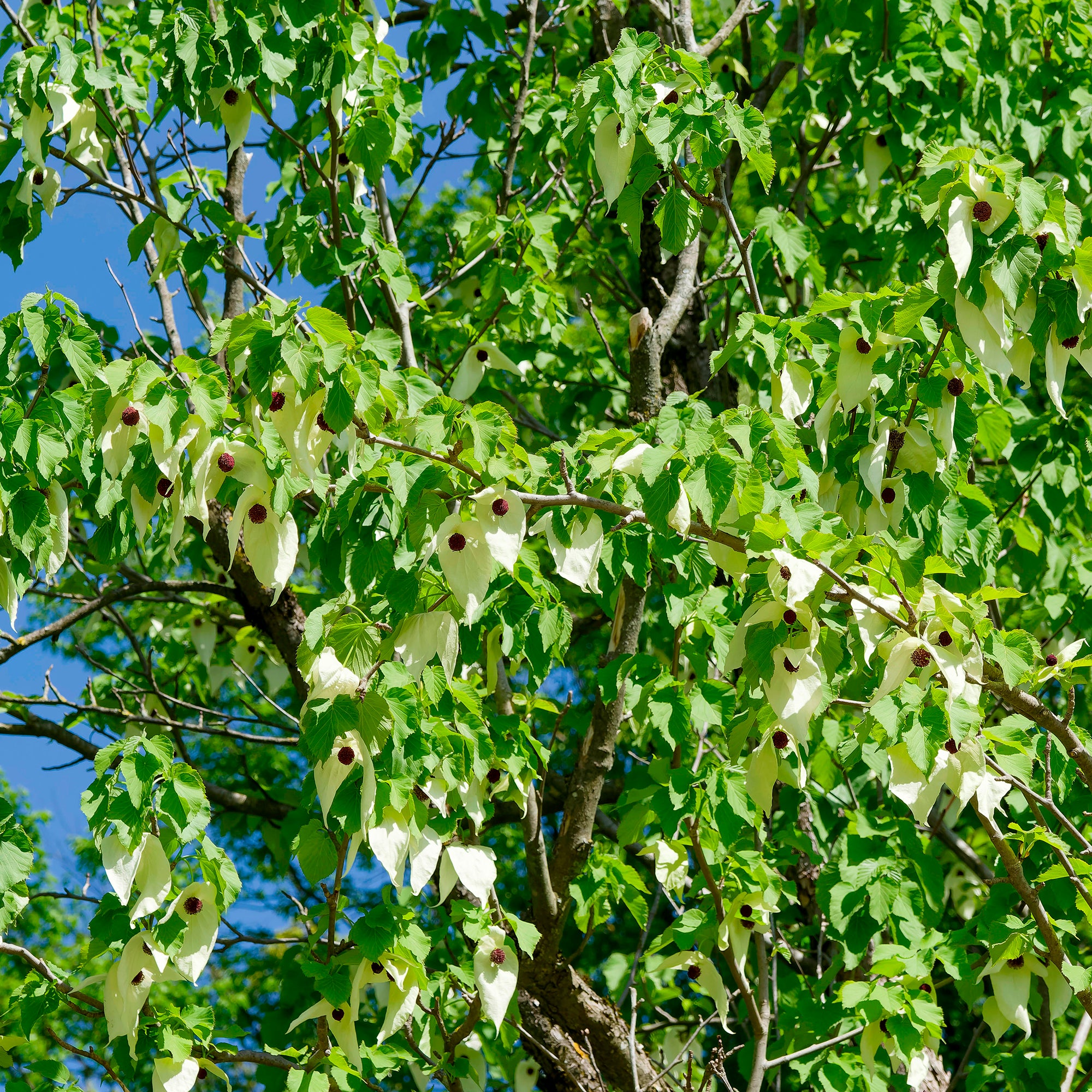Bakker Arbre aux mouchoirs Davidia pot 1L fleurs blanches