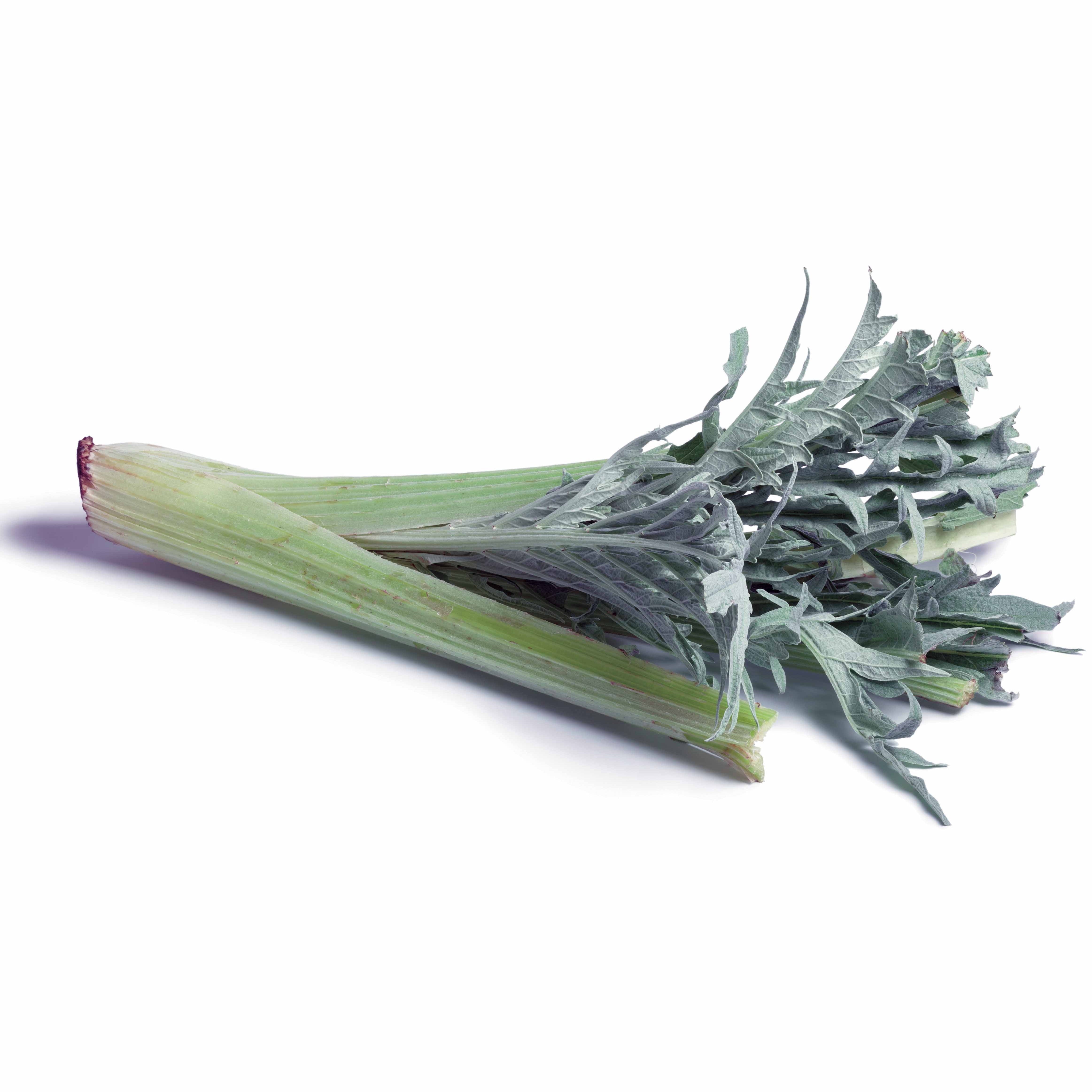 Bakker Cardon Vert Vaulx Velin graines sachet 0,6g 15 graines