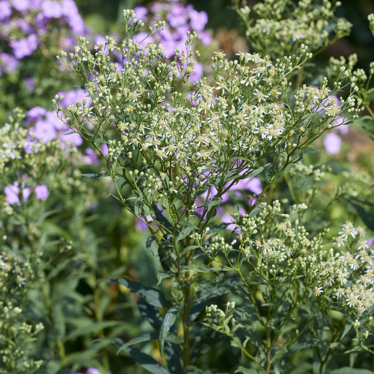Bakker Aster Weisser Schirm vivace blanche pot 9cm