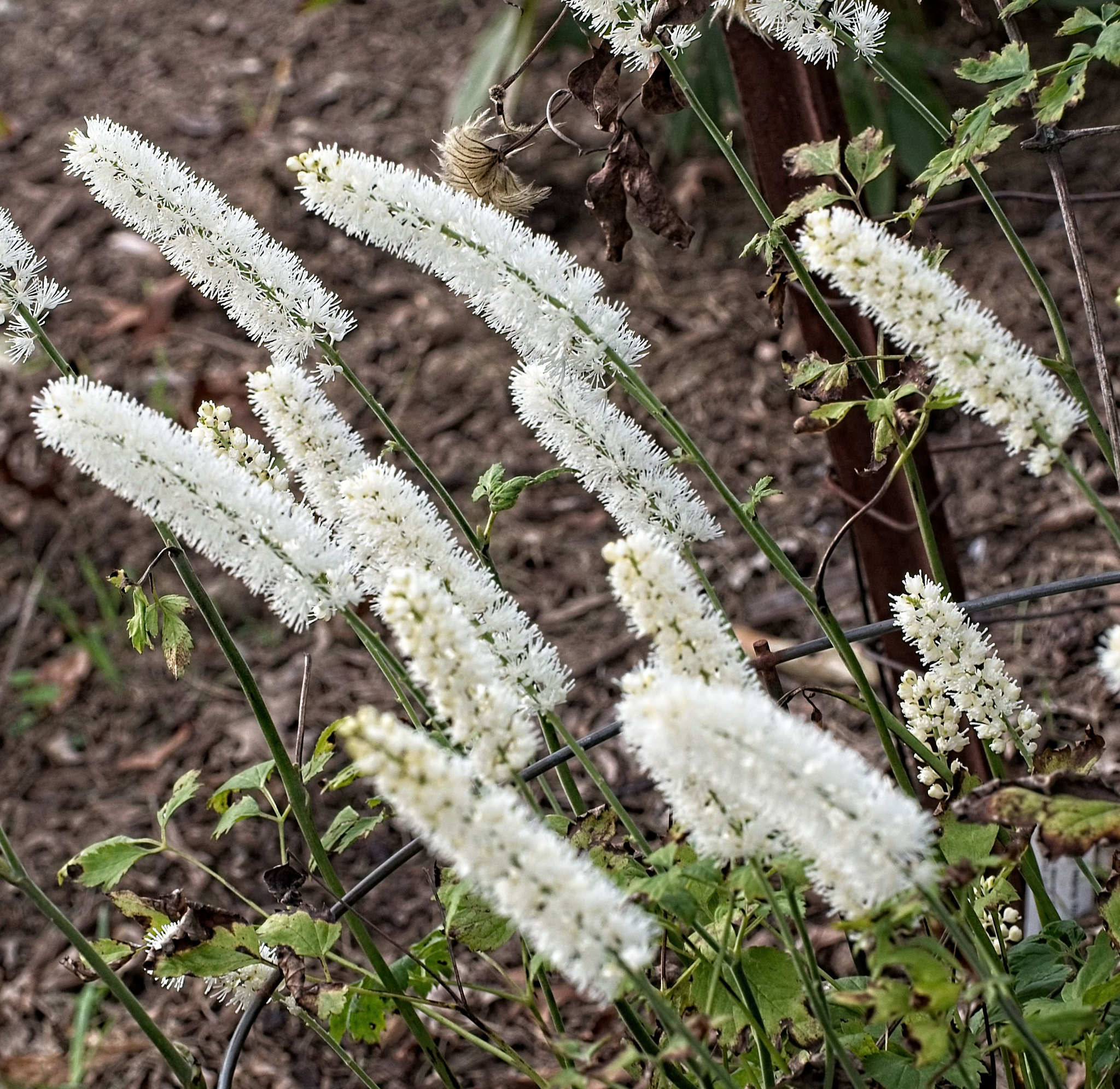 Actaea vivace plante de jardin ombre massif pleine terre