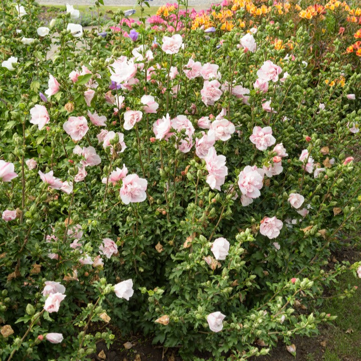 Bakker Hibiscus Pink Chiffon althéa pot 1,3L rose double