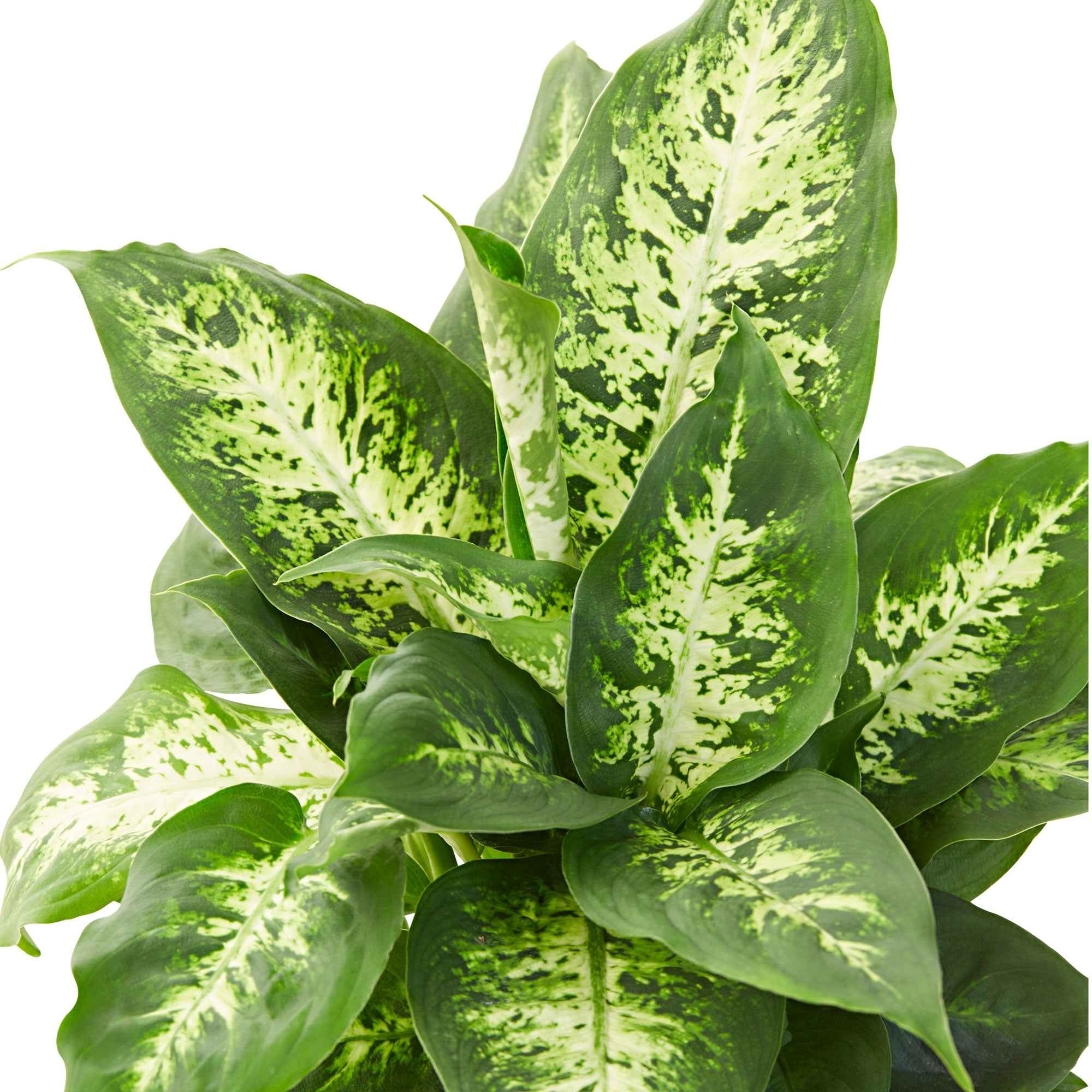 Bakker Plantes d'intérieur Dieffenbachia Compacta pot 12 cm