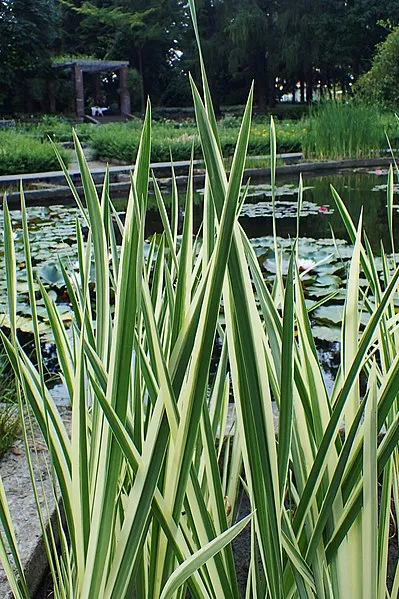 Passion Vivaces Acorus calamus Variegatus plante vivace panachée