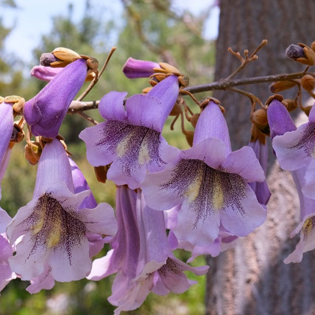 Bakker Paulownia Arbre impérial pot 2L violet