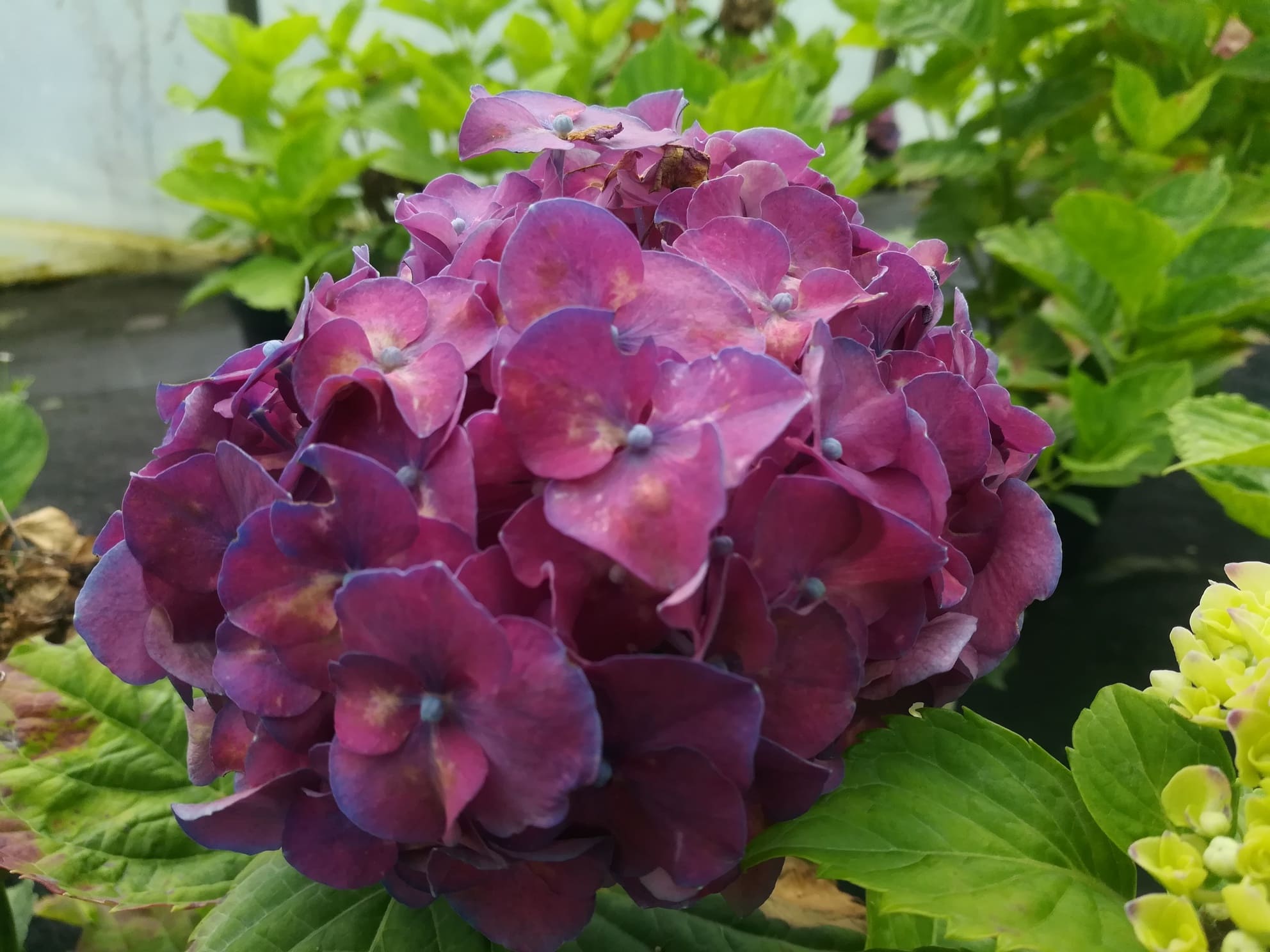 Les Hortensias du Haut Bois Heinrich Seidel hortensia fleurs rondes